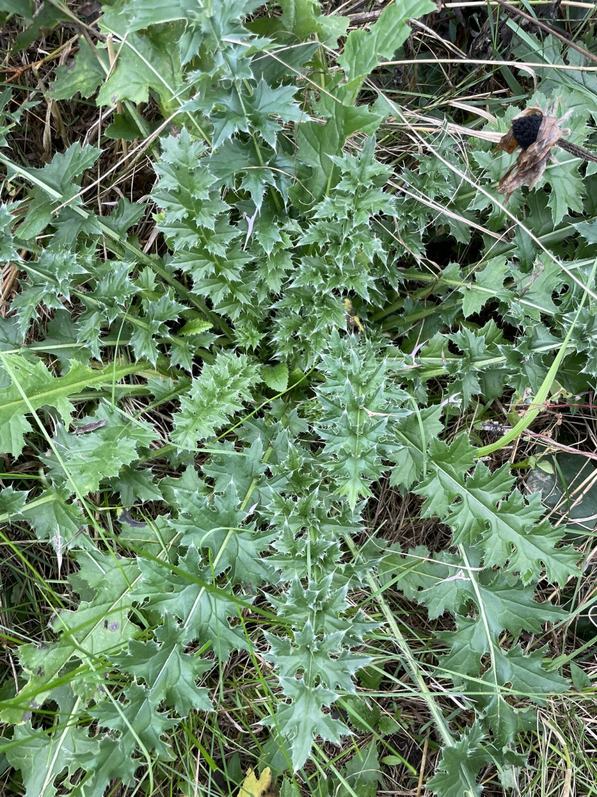 Plumeless Thistle (Carduus acanthoides)