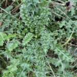 Plumeless Thistle (Carduus acanthoides)