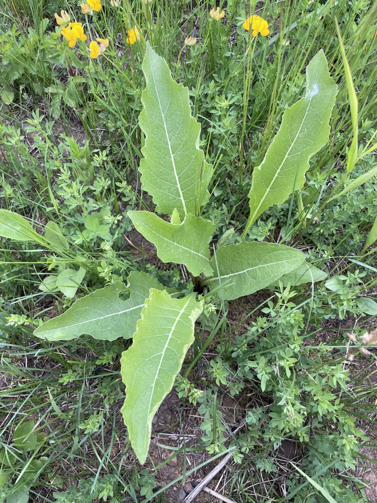Prairie Dock (Silphium terebinthinaceum)