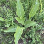 Prairie Dock (Silphium terebinthinaceum)