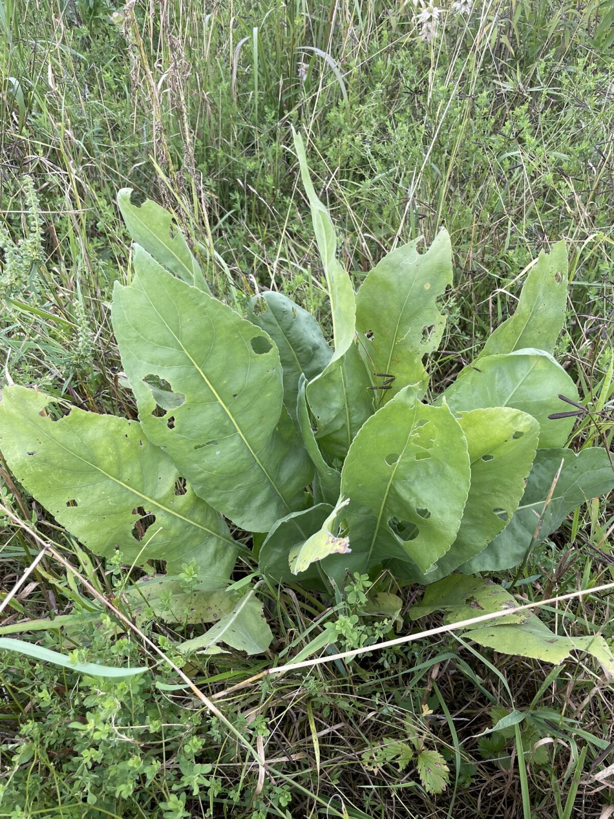 Prairie Dock (Silphium terebinthinaceum)