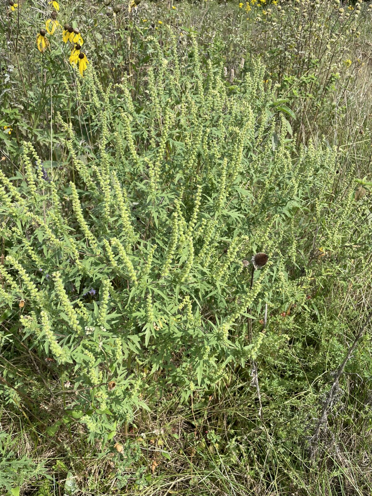 Common Ragweed (Ambrosia artemisiifolia)