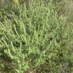 Common Ragweed (Ambrosia artemisiifolia)