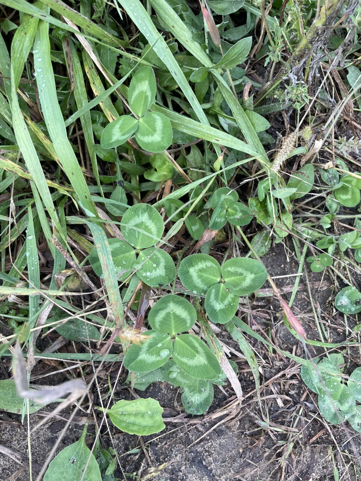 Red Clover (Trifolium pratense)