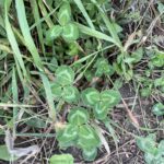 Red Clover (Trifolium pratense)