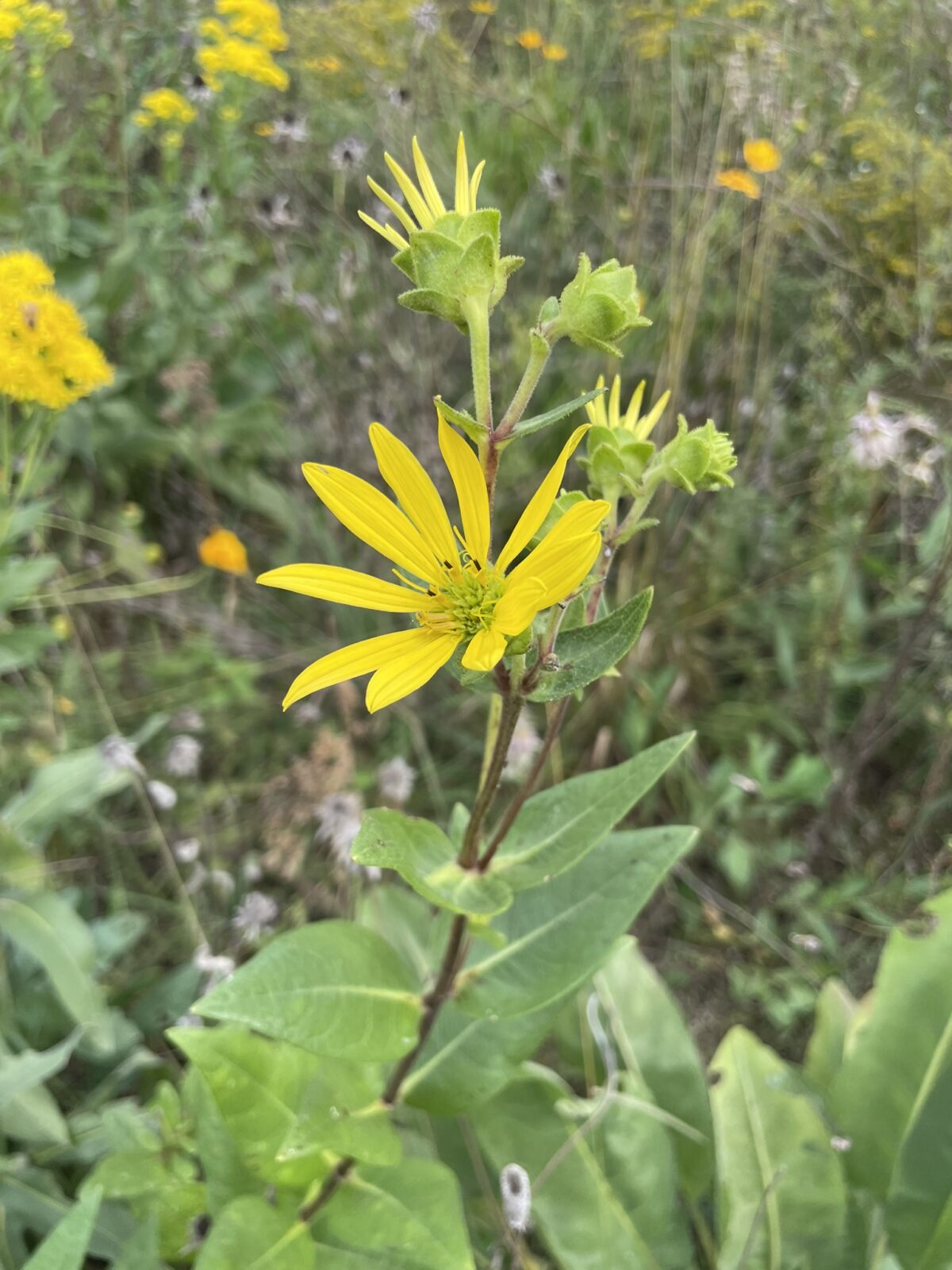 Rosinweed (Silphium integrifolium)