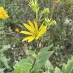 Rosinweed (Silphium integrifolium)
