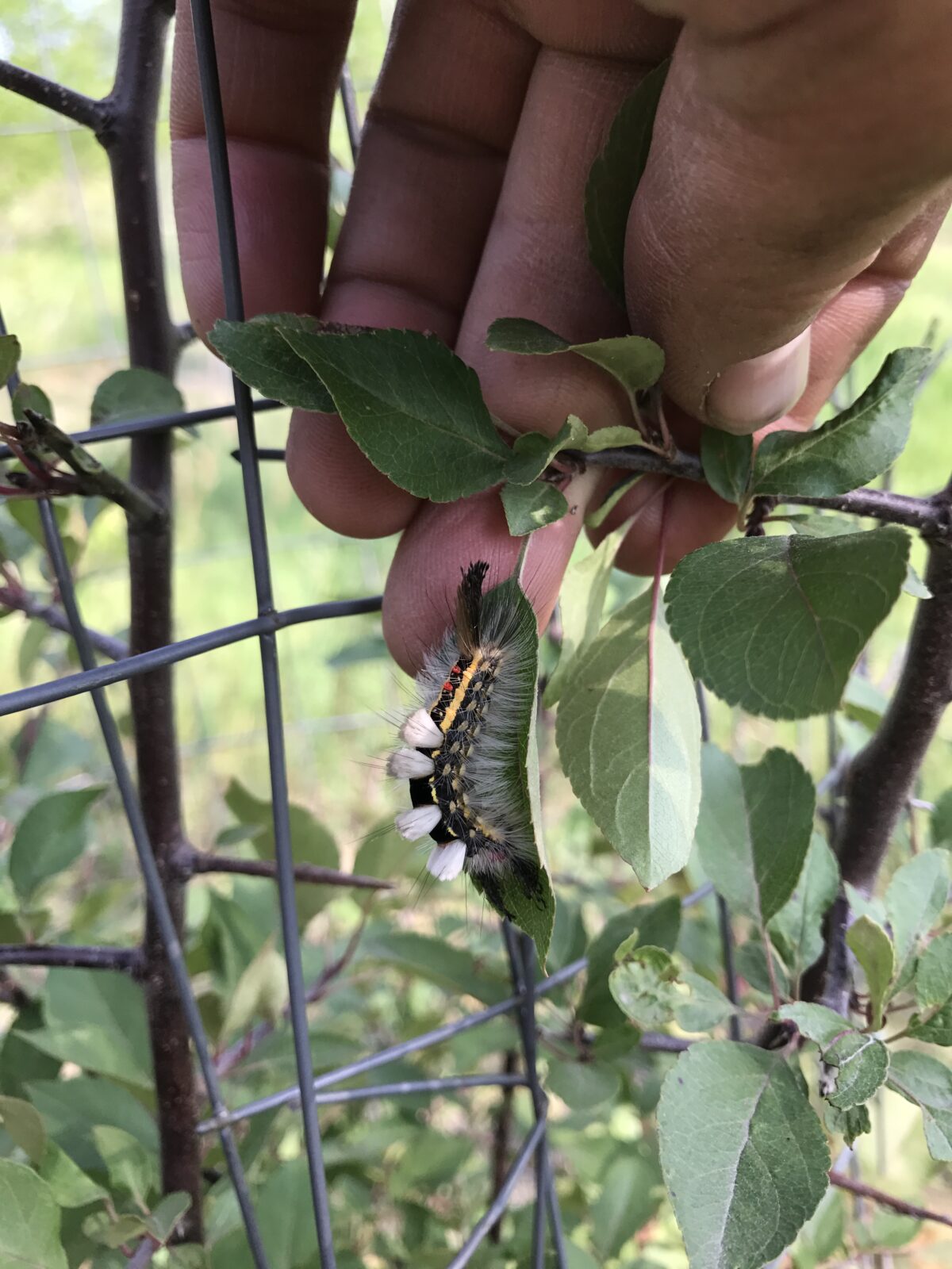 Rusty Tussock Moth (Orgyia antiqua)