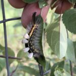 Rusty Tussock Moth (Orgyia antiqua)