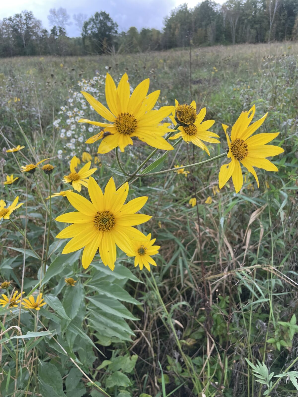 Showy Sunflower (Helianthus pauciflorus subsp. pauciflorus)