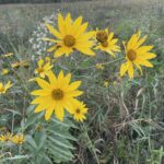 Showy Sunflower (Helianthus pauciflorus subsp. pauciflorus)