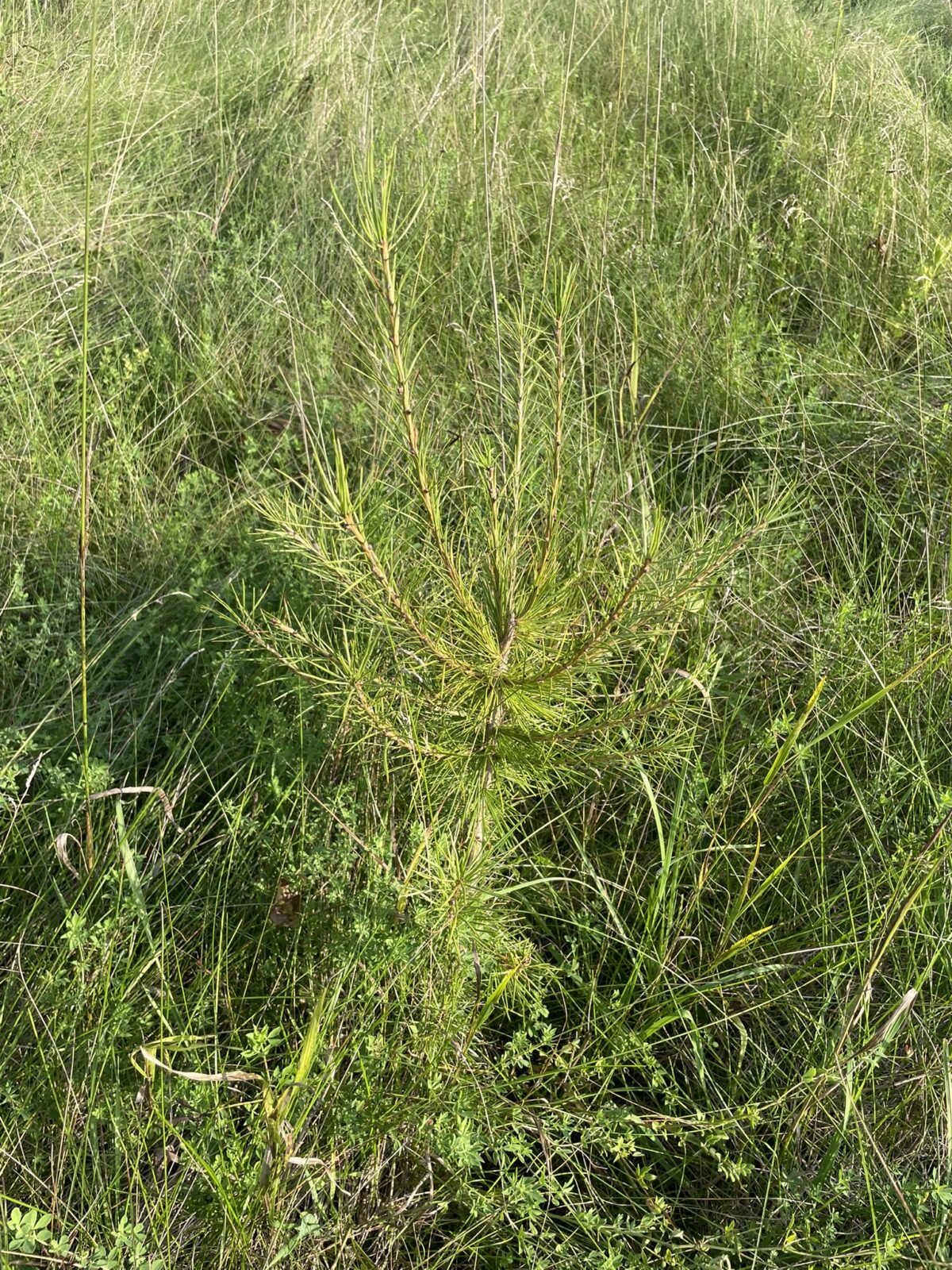 Siberian Larch (Larix sibirica)