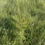 Siberian Larch (Larix sibirica)