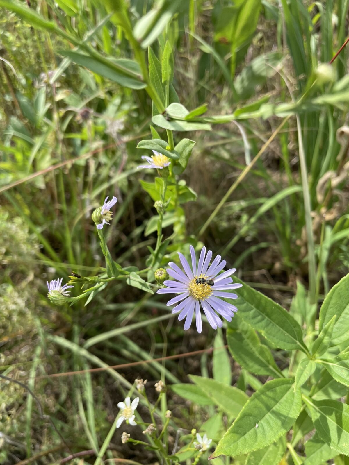 Smooth Blue Aster (Symphyotrichum laeve)