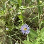 Smooth Blue Aster (Symphyotrichum laeve)