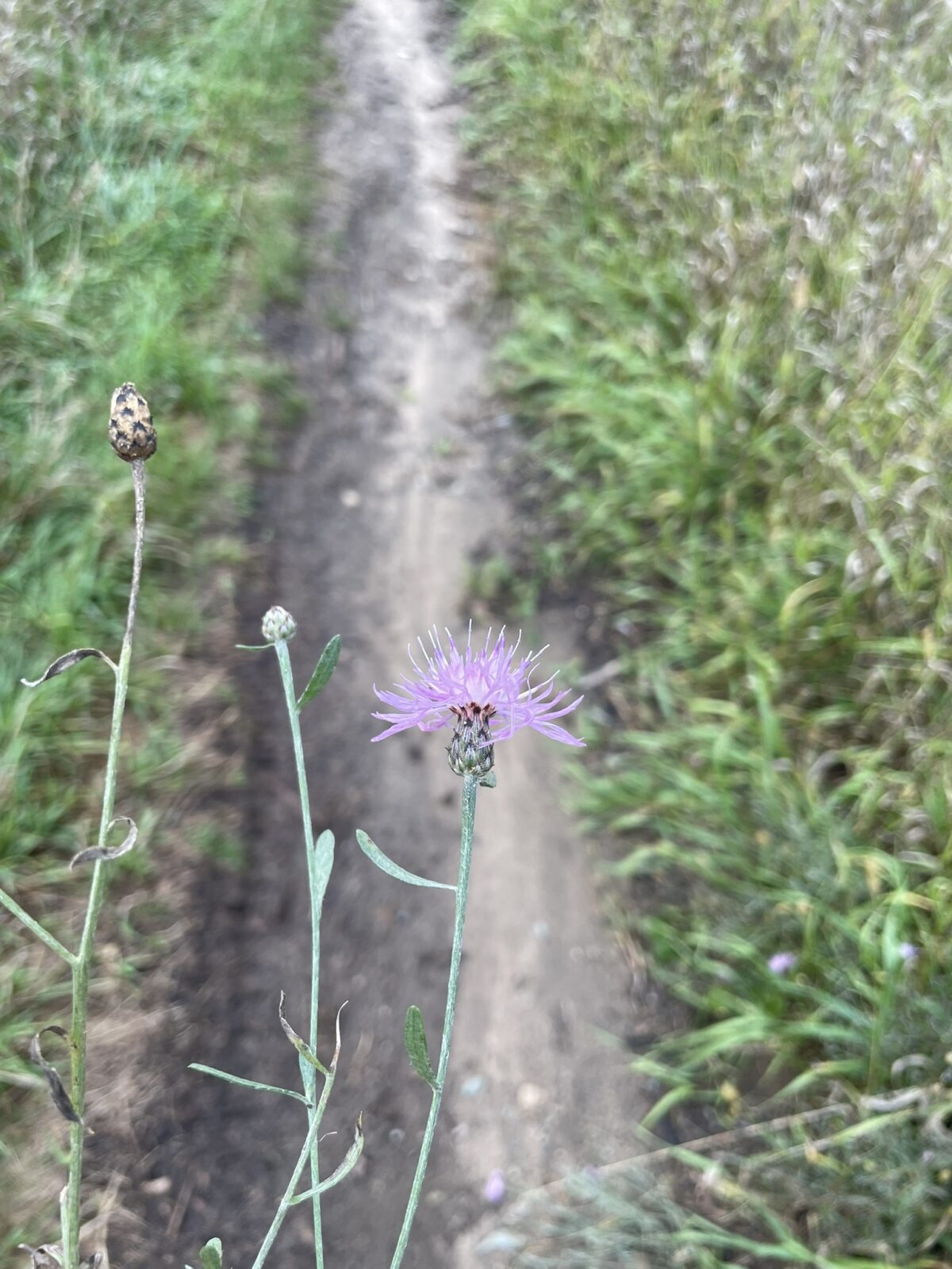 Spotted Knapweed (Centaurea stoebe)