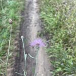 Spotted Knapweed (Centaurea stoebe)