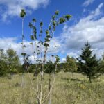 State Street Maple (Acer miyabei 'Morton')