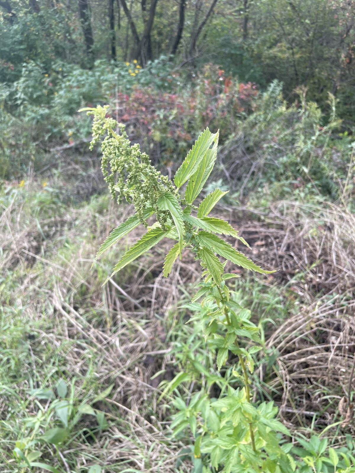 Stinging Nettle (Urtica dioica)