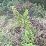Stinging Nettle (Urtica dioica)