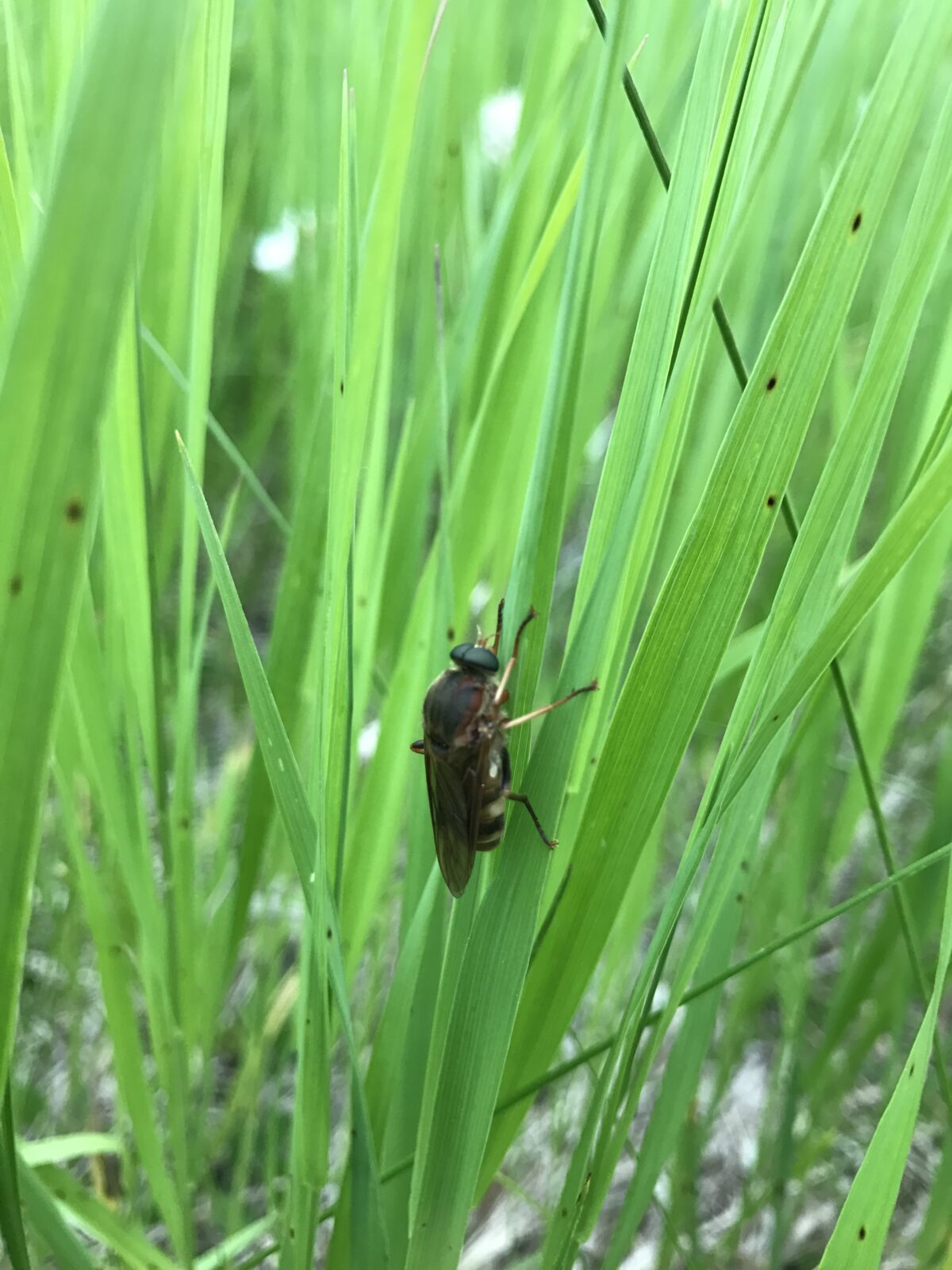 Stink Fly (Coenomyia ferruginea)