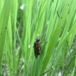 Stink Fly (Coenomyia ferruginea)