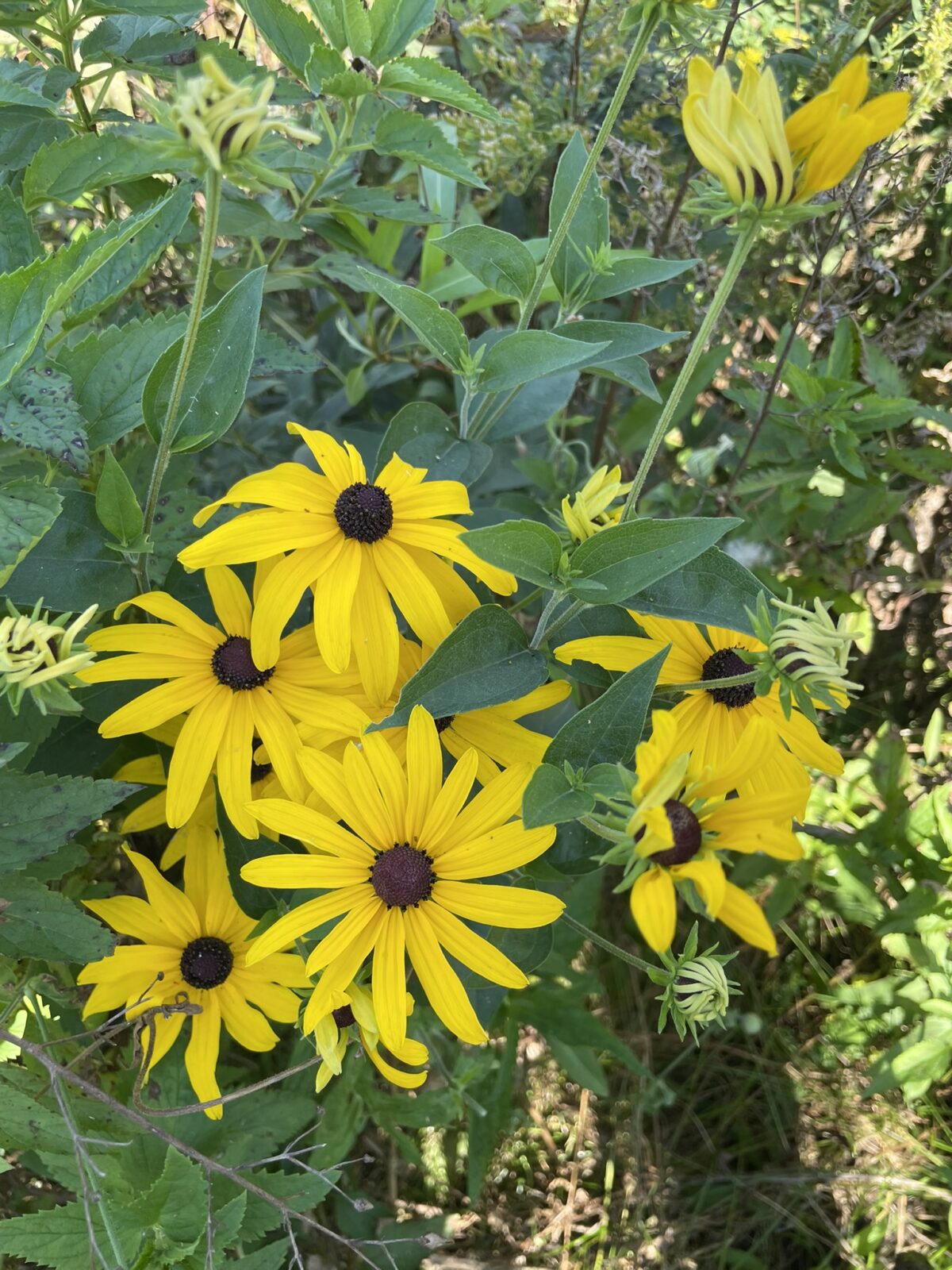 Sweet Black-eyed Susan (Rudbeckia subtomentosa)