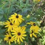 Sweet Black-eyed Susan (Rudbeckia subtomentosa)