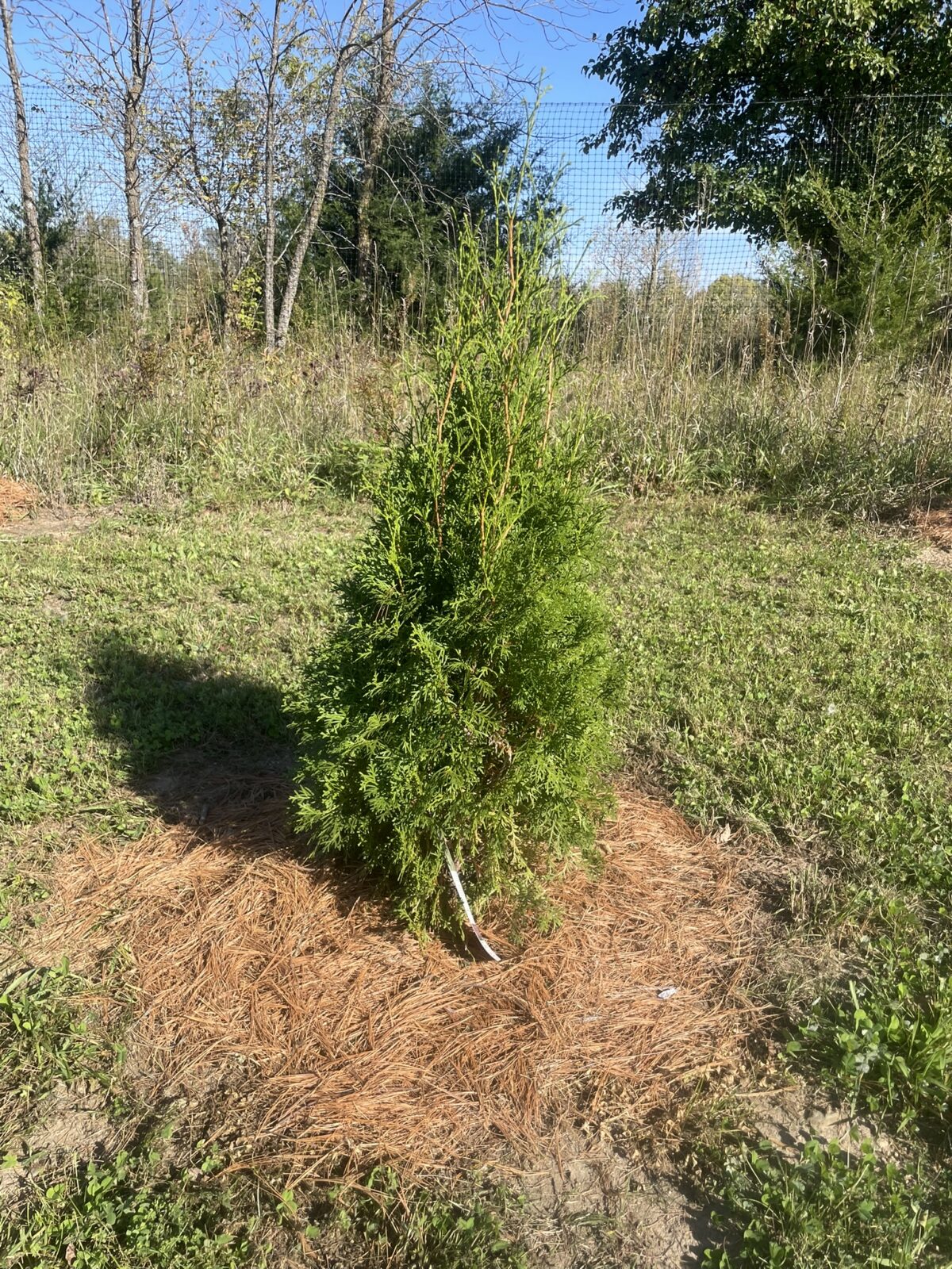 Tall Guy Arborvitae (Thuja occidentalis ‘RutThu5’)