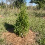 Tall Guy Arborvitae (Thuja occidentalis 'RutThu5')