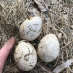 Wild Turkey (Meleagris gallopavo)