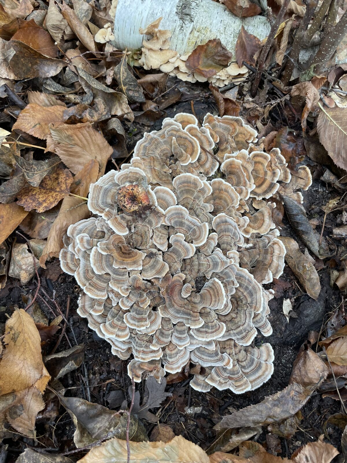 Turkey Tail (Trametes versicolor)