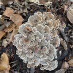 Turkey Tail (Trametes versicolor)