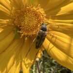 Flower Longhorn Beetle (Typocerus octonotatus)