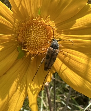 Flower Longhorn Beetle (Typocerus octonotatus)