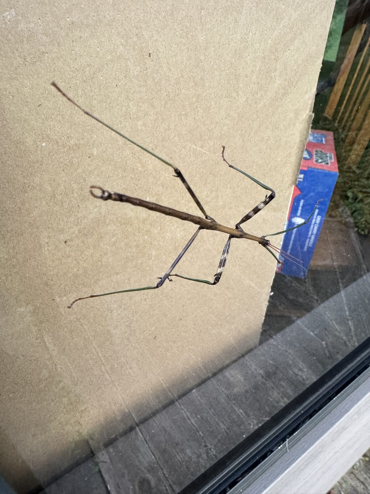 Northern Walkingstick (Diapheromera femorata)