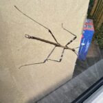 Northern Walkingstick (Diapheromera femorata)