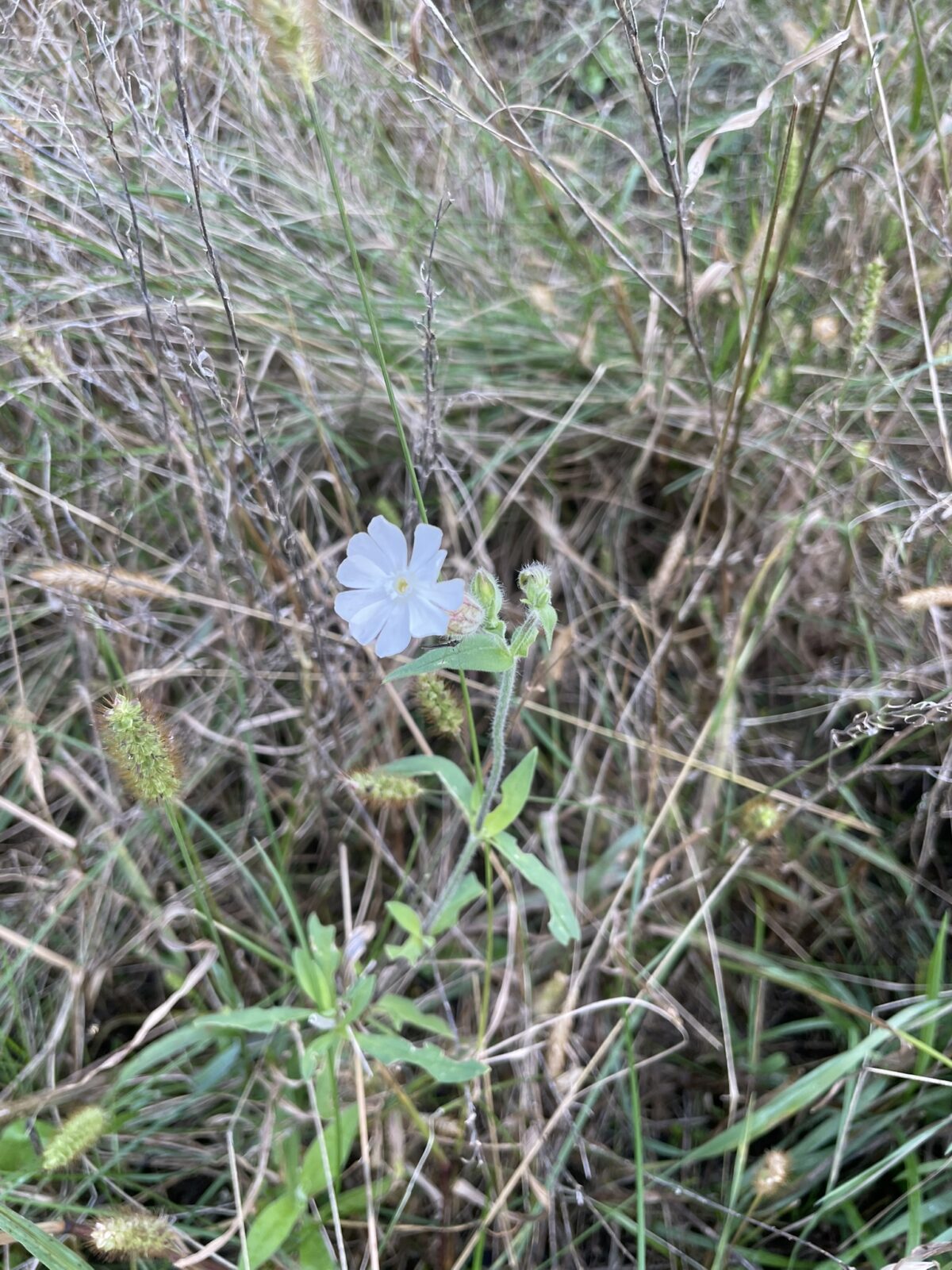 White Campion (Silene latifolia)