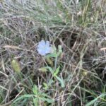 White Campion (Silene latifolia)