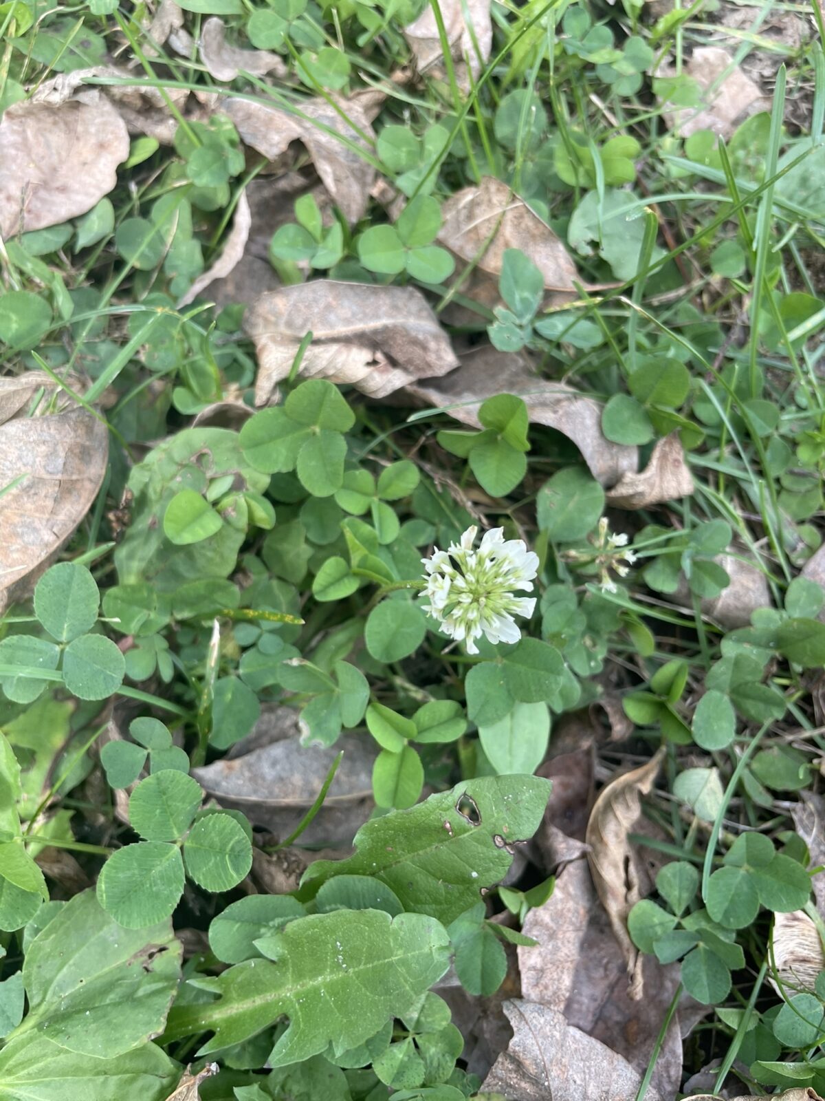 White Clover (Trifolium repens)