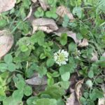 White Clover (Trifolium repens)