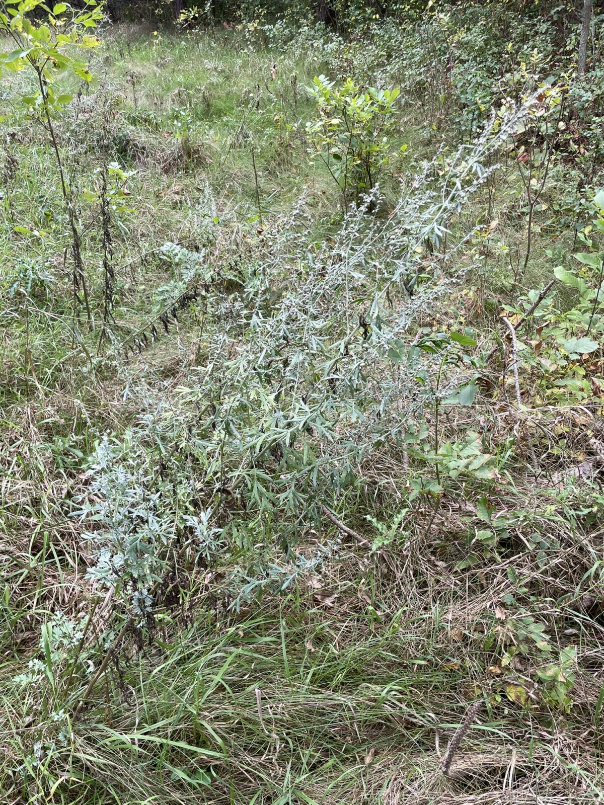 Absinthe Wormwood (Artemisia absinthium)