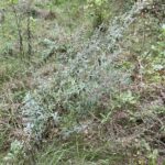 Absinthe Wormwood (Artemisia absinthium)