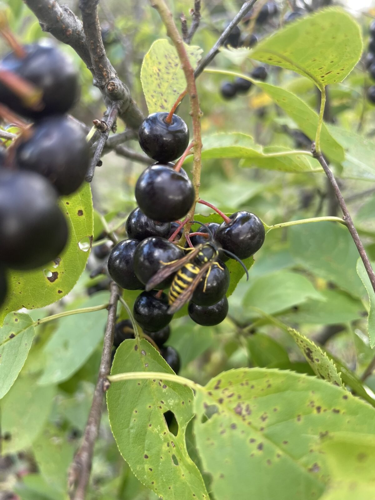 Eastern Yellowjacket (Vespula maculiformis)