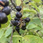 Eastern Yellowjacket (Vespula maculiformis)