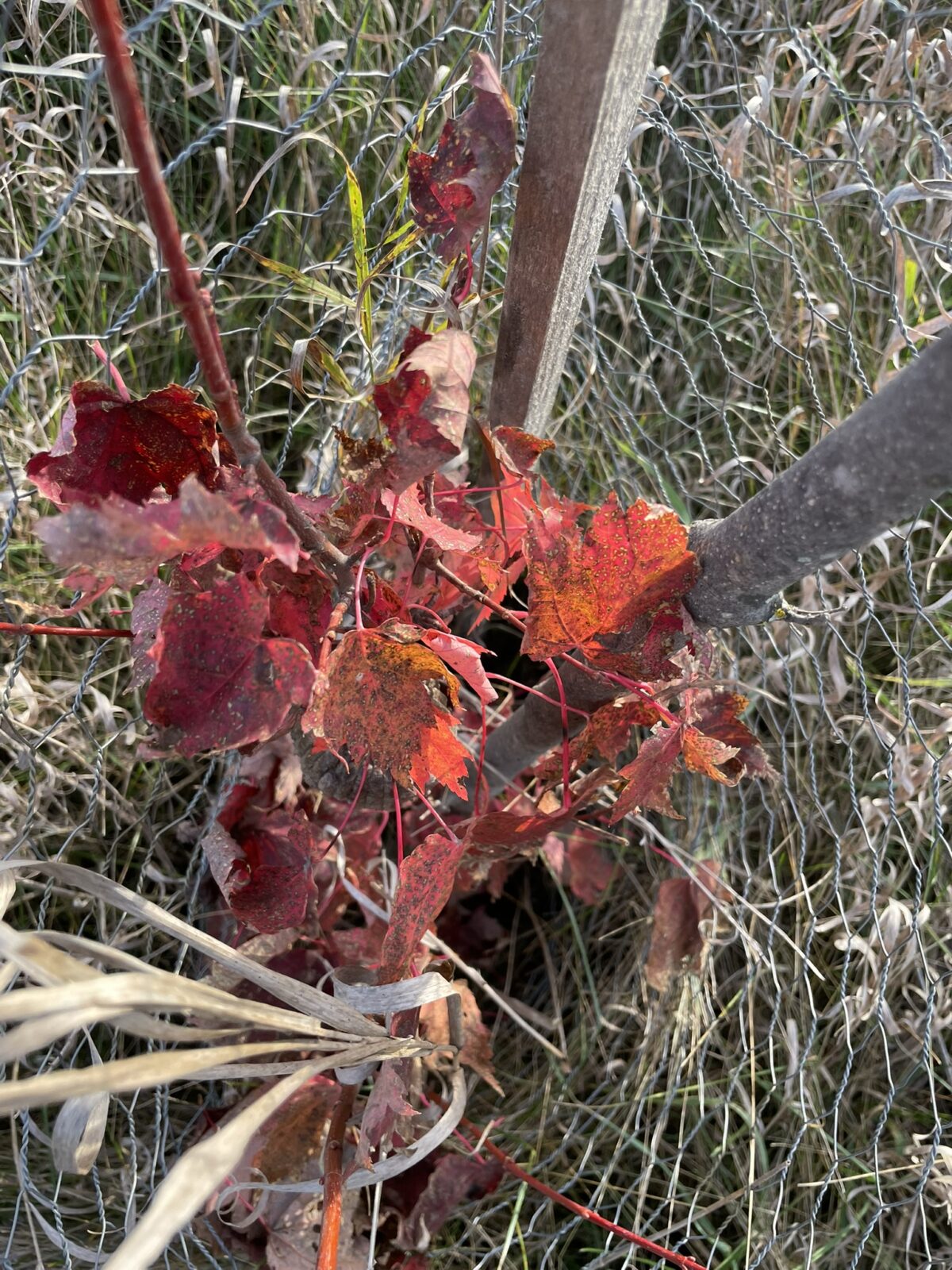 Autumn Spire Maple (Acer rubrum ‘Autumn Spire’)