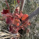 Autumn Spire Maple (Acer rubrum 'Autumn Spire')