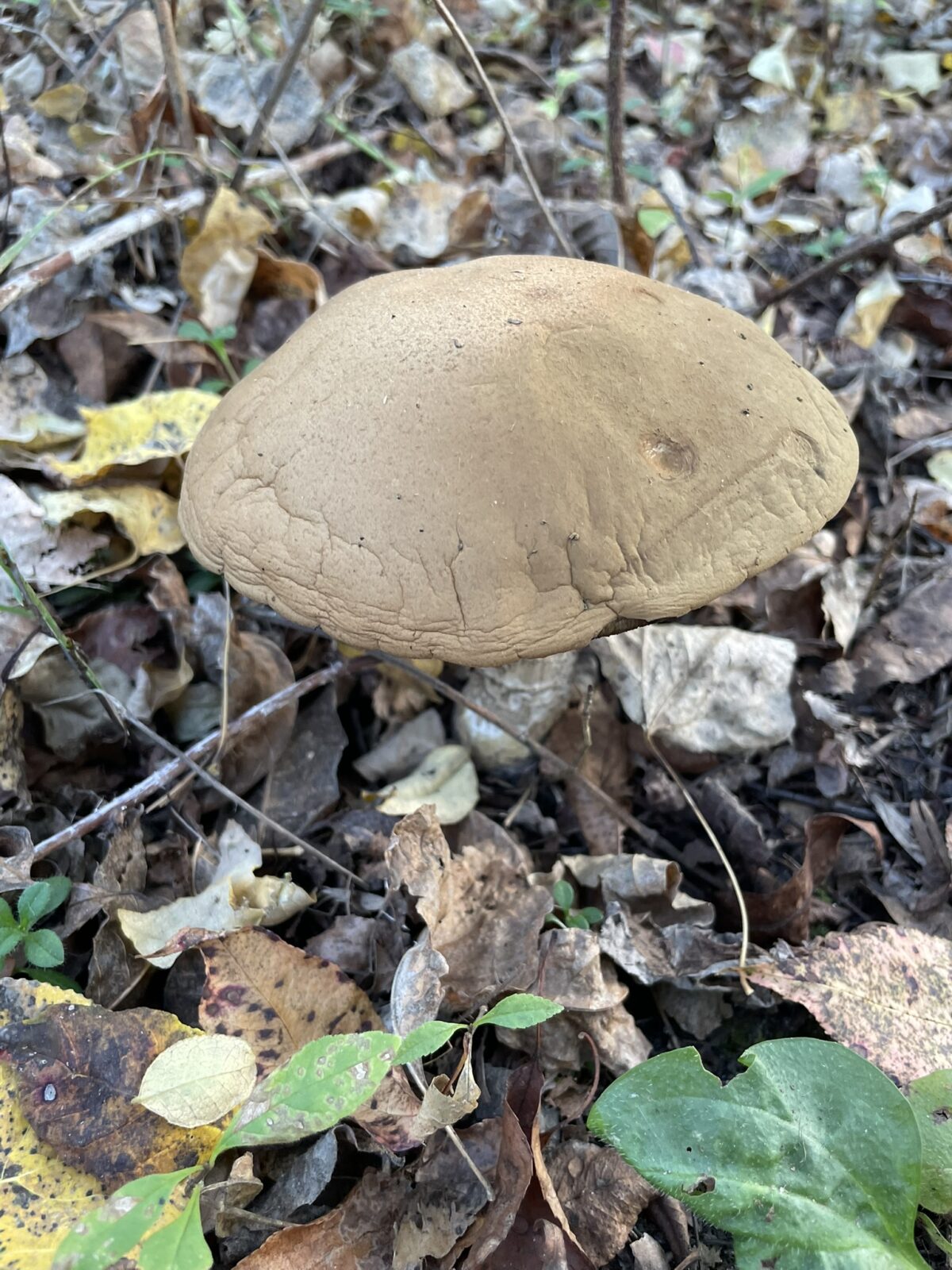 Brown Birch Bolete (Leccinum scabrum)
