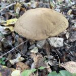 Brown Birch Bolete (Leccinum scabrum)