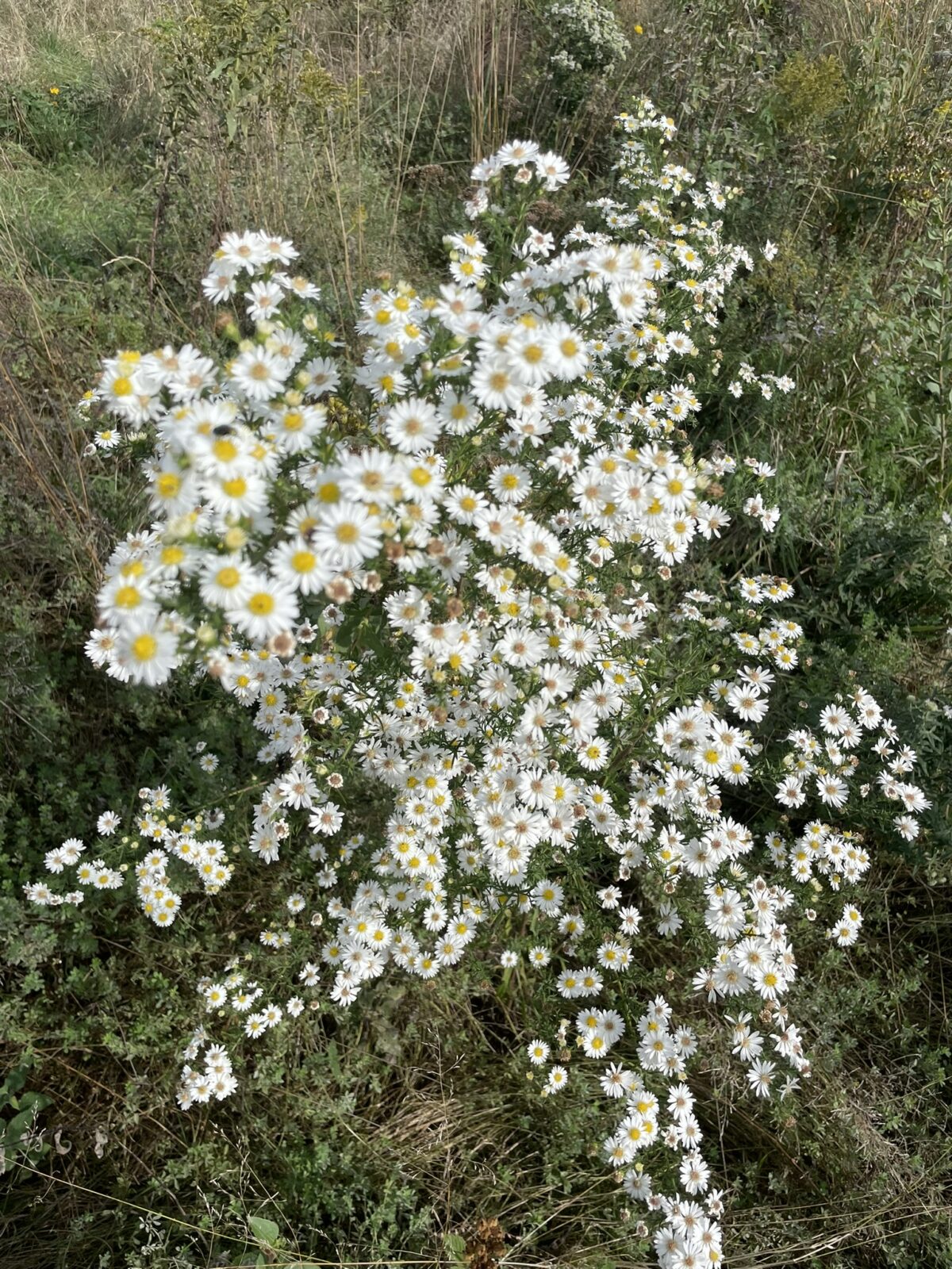 Heath Aster (Symphyotrichum ericoides)